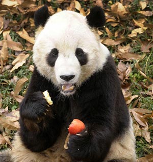 Giant panda Tai Shan eats an apple in his enclosure at the National Zoo in Washington December 4, 2009. 