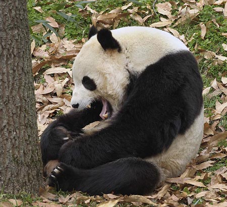 Giant panda Tai Shan yawns in his enclosure at the National Zoo in Washington December 4, 2009. 