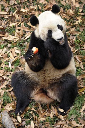 Giant panda Tai Shan eats an apple in his enclosure at the National Zoo in Washington December 4, 2009. 