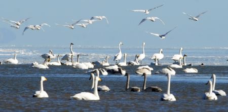 Swans rest on Qinghai Lake, China's northwest Qinghai Province, December 5, 2009.