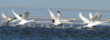 Swans fly over Qinghai Lake, China's northwest Qinghai Province, December 5, 2009.