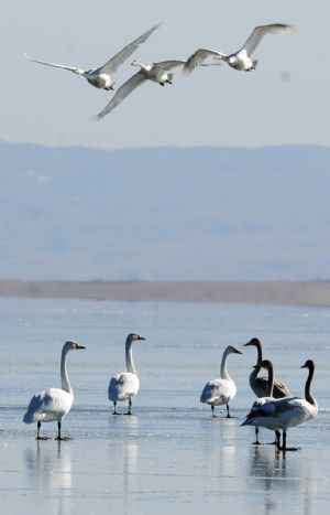 Swans fly over Qinghai Lake, China's northwest Qinghai Province, December 5, 2009.