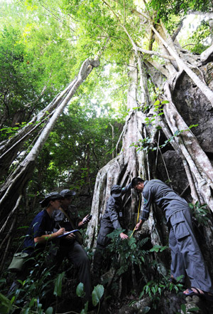 Workers follow the growth process of a big banyan tree in tropical rainforest in Dai Autonomous Prefecture of Xishuangbanna, southwest China's Yunnan Province, September 8, 2009.