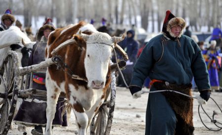 A herdsman leads an oxcart during the opening of the winter Nadam fair in Hailar, north China's Inner Mongolia Autonomous Region, December 8, 2009. Nadam, meaning entertainment and playing in language, is a traditional entertainment and games festival of the Mongolian ethnic group. During the event, local residents participate in activities like horse racing, archery and Mongolian wrestling.