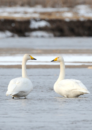 Swans rest on Heihe River of Gaotai County in Zhangye City, northwest China's Gansu Province, December 10, 2009.