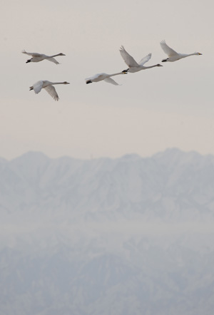 Swans fly over Heihe River of Gaotai County in Zhangye City, northwest China's Gansu Province, December 10, 2009. 