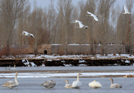 Swans are seen on Heihe River of Gaotai County in Zhangye City, northwest China's Gansu Province, December 10, 2009. 