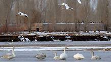 Swans are seen on Heihe River of Gaotai County in Zhangye City, northwest China's Gansu Province, December 10, 2009.