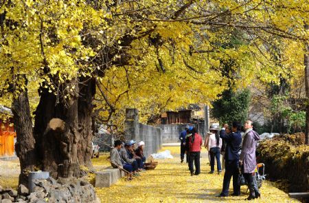 Tourists enjoy beautiful scenery beside ginkgo trees in Gudong Township of Tengchong County, southwest China&apos;s Yunnan Province, December 8, 2009. Gudong, an ancient town with a history of over 1,000 years, attracts more and more tourists to come and view 30,000 ginkgo trees.