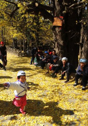 A kid runs besides ginkgo trees in Gudong Township of Tengchong County, southwest China&apos;s Yunnan Province, December8, 2009.