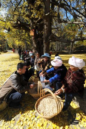 Tourists select ginkgo seeds in Gudong Township of Tengchong County, southwest China&apos;s Yunnan Province, December 8, 2009. 