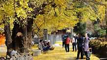 Tourists enjoy beautiful scenery beside ginkgo trees in Gudong Township of Tengchong County, southwest China's Yunnan Province, December 8, 2009.