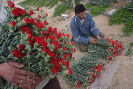 A Palestinian farmer gathers flowers at a farm after Israel granted approval for the export of Palestinian flowers from the Gaza Strip to the European market in Rafah, southern Gaza Strip, December 16, 2009. 