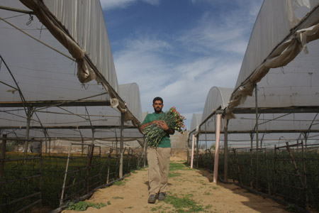 A Palestinian farmer gathers flowers at a farm after Israel granted approval for the export of Palestinian flowers from the Gaza Strip to the European market in Rafah, southern Gaza Strip, December 16, 2009. 