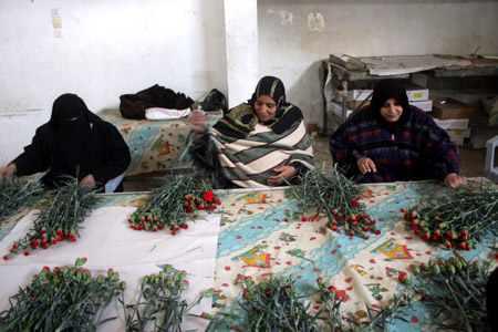 Palestinians select flowers at a farm after Israel granted approval for the export of Palestinian flowers from the Gaza Strip to the European market in Rafah, southern Gaza Strip, December 16, 2009.