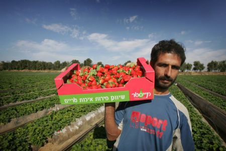 A Palestinian man carries freshly picked strawberries in his farm in the village of Beit Lahia, northern Gaza Strip, December 16, 2009.