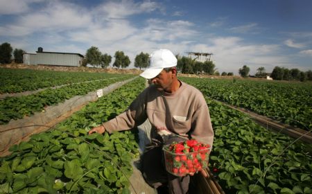 A Palestinian man picks fresh strawberries in his farm in the village of Beit Lahia, northern Gaza Strip, December 16, 2009.