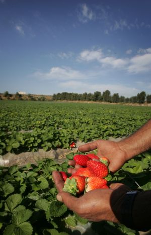 A Palestinian man picks fresh strawberries in his farm in the village of Beit Lahia, northern Gaza Strip, December 16, 2009.