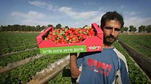 A Palestinian man carries freshly picked strawberries in his farm in the village of Beit Lahia, northern Gaza Strip, December 16, 2009.