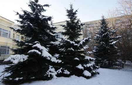 Snow covers the pinetrees in a residential area in Moscow, capital of Russia, Dec. 18, 2009.(Xinhua/Lu Jinbo)
