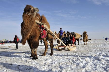 Tourists experience sleigh pulling by camel on the camel culture festival in Hexigten Banner, north China&apos;s Inner Mongolia Autonomous Region, on December 28, 2009. 