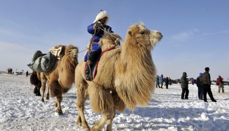 A herdsman shows camel transportation on the camel culture festival in Hexigten Banner, north China&apos;s Inner Mongolia Autonomous Region, on December 28, 2009.