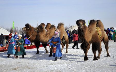 Herdswomen leading camels are seen on the camel culture festival in Hexigten Banner, north China&apos;s Inner Mongolia Autonomous Region, on December 28, 2009.