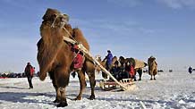 Tourists experience sleigh pulling by camel on the camel culture festival in Hexigten Banner, north China's Inner Mongolia Autonomous Region, on December 28, 2009.