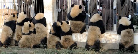 Ten giant pandas greet feeders at the Bifengxia base of the Chinese giant panda protection and research center, in Ya'an City, southwest China's Sichuan Province, January 4, 2010. 