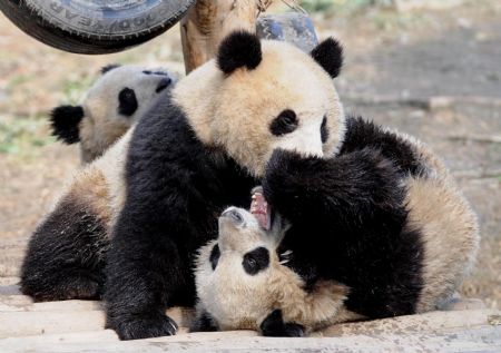 Giant pandas play at the Bifengxia base of the Chinese giant panda protection and research center, in Ya'an City, southwest China's Sichuan Province, January 4, 2010.