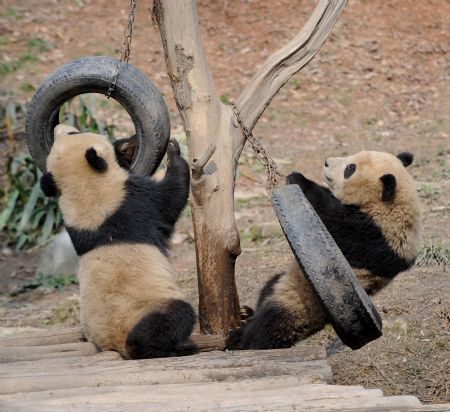 Giant pandas play at the Bifengxia base of the Chinese giant panda protection and research center, in Ya'an City, southwest China's Sichuan Province, January 4, 2010. 