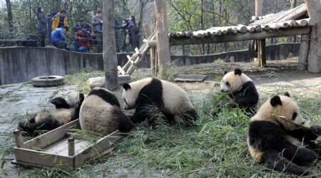 Giant pandas eat bamboo at the Bifengxia base of the Chinese giant panda protection and research center, in Ya'an City, southwest China's Sichuan Province, January 4, 2010.