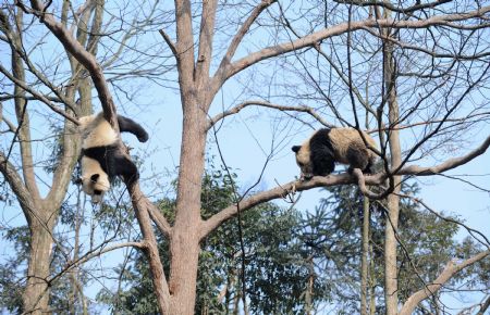 Giant pandas play at the Bifengxia base of the Chinese giant panda protection and research center, in Ya'an City, southwest China's Sichuan Province, January 4, 2010.