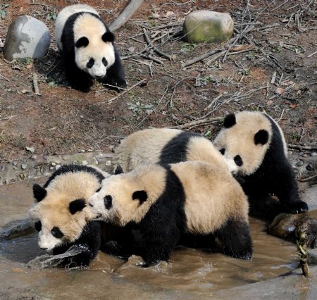 Giant pandas play at the Bifengxia base of the Chinese giant panda protection and research center, in Ya'an City, southwest China's Sichuan Province, January 4, 2010.