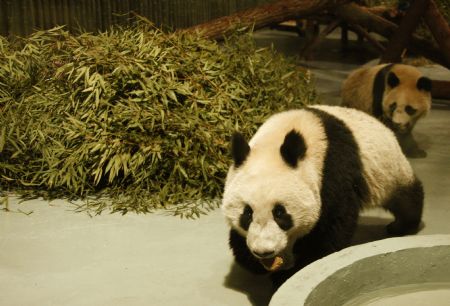 Giant pandas for the 2010 Shanghai World Expo are seen at the Shanghai Zoo in Shanghai, east China, January 5, 2010.