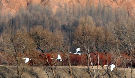 Swans fly in a wetland in the upper reaches of the Yellow River at Guide County of northwest China's Qinghai Province, January 9, 2010.