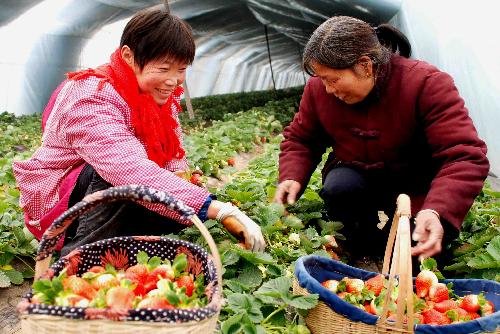 Two farmers pluck ripe strawberries in a greenhouse of the Shahe Ecological Strawberry Growing Base in Ganyu County, east China's Jiangsu Province, January 19, 2010.