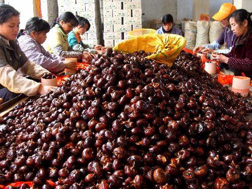 Local villagers pack up chufa, or the water chestnut, in Xiadao Village of Er'tang Town, Hezhou, southwest China's Guangxi Zhuang Autonomous Region, January 19, 2010.