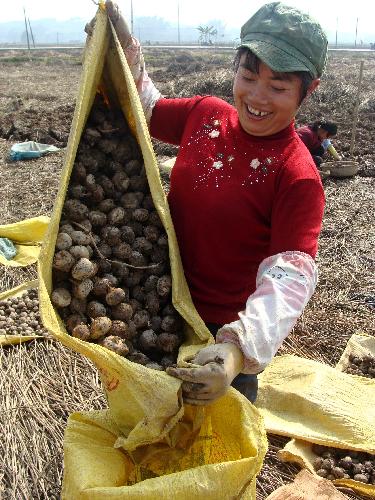 A villager collects chufa, or the water chestnut, in the field in Xiadao Village of Er'tang Town, Hezhou, southwest China's Guangxi Zhuang Autonomous Region, January 19, 2010. 