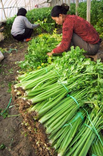 Two vegetable growers are busy in reaping celery in a greenhouse at a vegetable growing model plantation, in Huaiyang County, central China's Henan Province, January 19, 2010.