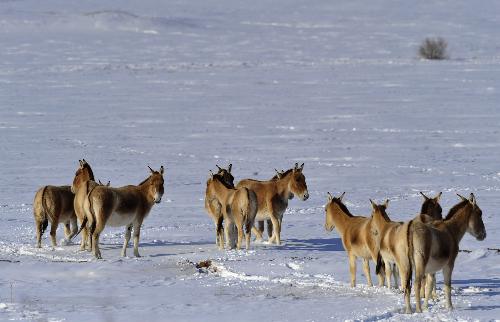 Kiangs are seen in snow-covered Junggar Basin in northwest China's Xinjiang Uygur Autonomous Region, January 19, 2010.