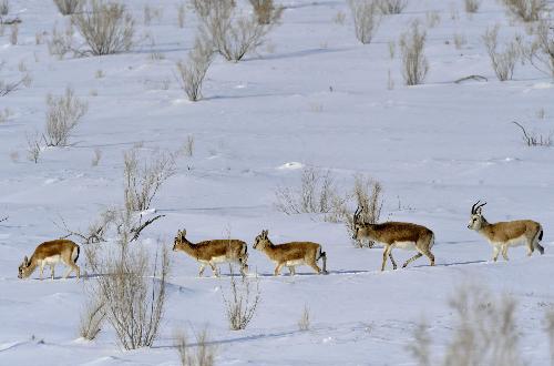 Goitred gazelles take forage grass provided by workers of a nature reserve in snow-covered Junggar Basin in northwest China's Xinjiang Uygur Autonomous Region, January 19, 2010.