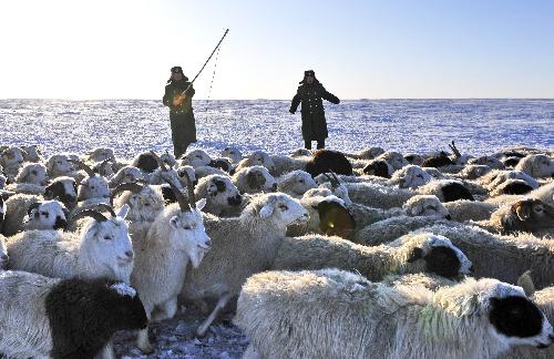 Chinese border policemen help gather goats and sheep for a local herdsman in Xilingol, north China's Inner Mongolia Autonomous Region, January 21, 2010.