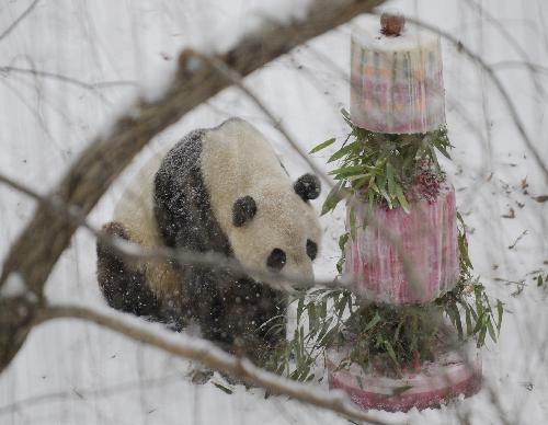 Giant panda Tai Shan enjoys a cake during a farewell party at the National Zoo in Washington D.C., the United States, January 30, 2010. 