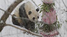 Giant panda Tai Shan enjoys a cake during a farewell party at the National Zoo in Washington D.C., the United States, January 30, 2010.