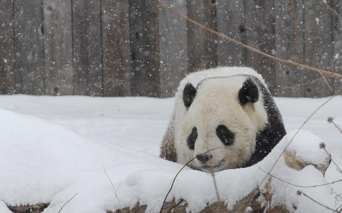 Giant panda Tai Shan plays on snow-blanketd ground during a farewell party at the National Zoo in Washington D.C., the United States, January 30, 2010. 