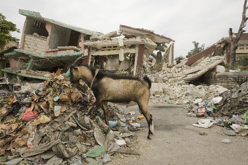 A goat searches for food among ruined houses in Port-au-Prince, capital of Haiti, February 6, 2010. 