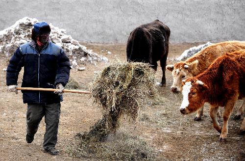 A herdsman feeds cattle in Xilingol League of north China's Inner Mongolia Autonomous Region, Feb. 11, 2010.