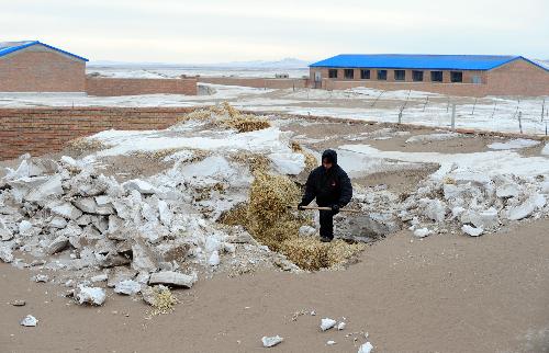 A herdsman digs herbage covered by snow in Xilingol League of north China's Inner Mongolia Autonomous Region, Feb. 10, 2010.