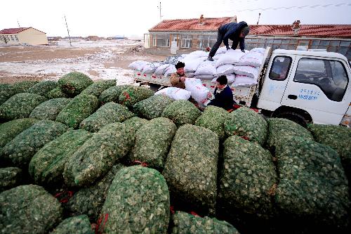 Herdsmen unload herbage subsidized by government in Xilingol League of north China's Inner Mongolia Autonomous Region, Feb. 10, 2010.